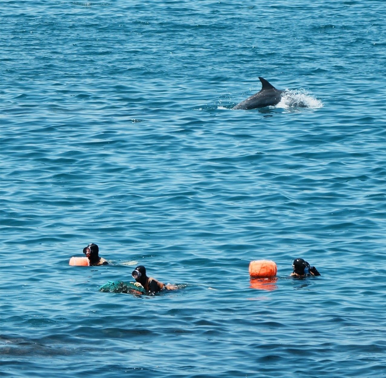 Three haenyeo swimming out with their orange floats off the Jeju coast